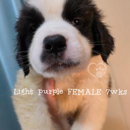 Light purple FEMALE - White and brown female Saint Bernard puppy in Kaukauna, Wisconsin from Holtz Family Saints