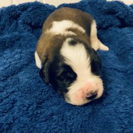 Dark blue collar male - Red and white male Saint Bernard puppy in Albany, Georgia from Magnolia Saint Bernards