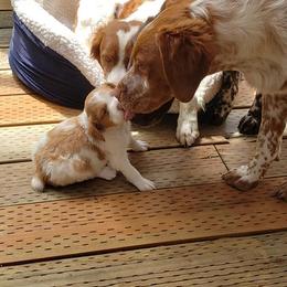 Brittany Puppies from Wind Mountain Kennels