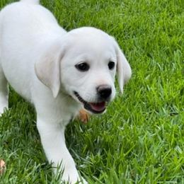 Girl 7 - Yellow Labrador Retriever puppy in Hutto, Texas from Texas Bluebonnet Labs