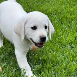Girl 7 - Yellow Labrador Retriever puppy in Hutto, Texas from Texas Bluebonnet Labs