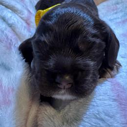 Piper - Brown white and tan female Cocker Spaniel puppy in Memphis, Tennessee from Cordova Cockers