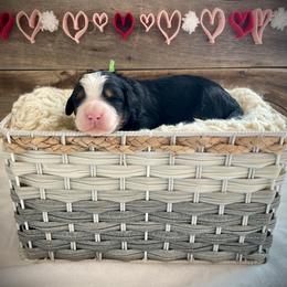 Knox - Tri-color male Bernedoodle puppy in Idaho from Bernese By Barzees