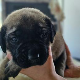 Kaido - Fawn male Mastiff puppy in Linton, Indiana from Riggins Mastiffs and Danes