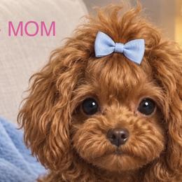 Biewer Terriers, Maltese, and Maltipoos from Pride Luxury Puppies