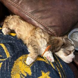 Snuggles - Chocolate male Havanese puppy in Crestview, Florida from Debbie’s Doggone Havanese Doghouse LLC