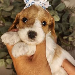 Honeybun - Blenheim female Cavapoo puppy in Roseville, California from Heavenly Goldendoodles