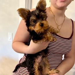 Kinchay - Blue and gold male Yorkshire Terrier puppy in Fort Myers, Florida from Katherine’s Yorkies and Poodles