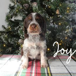 Joy - Liver white and tan female English Springer Spaniel puppy in Barnstead, New Hampshire from C & S Farms