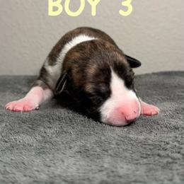 Boy 3 - Red brindle male Whippet puppy in Winter Garden, Florida from Infinity Whippets