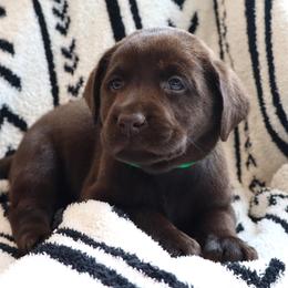 Cupcake - Chocolate female Labrador Retriever puppy in Camden, Indiana from Camden's Caring Canines