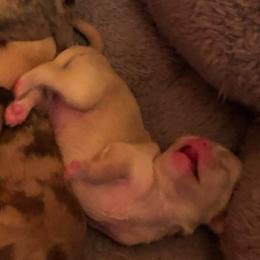 Kathy Bates - Fawn and white female Chihuahua puppy in Amelia, Virginia from Pannell’s Precious Pups