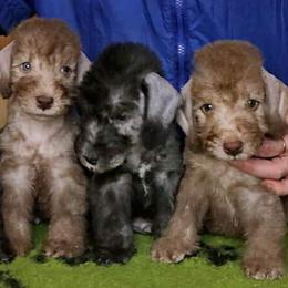 Girl 1 - Blue female Bedlington Terrier puppy in Ville Platte, Louisiana from Meridian Bedlington Terriers