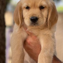 Green collar male - Golden male Golden Retriever puppy in Yucaipa, California from Blessed Goldens
