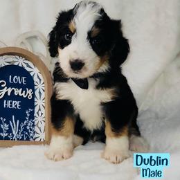 Dublin - Tri-color male Bernedoodle puppy in Beecher, Illinois from Erica’s Doodles