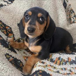 Dachshund Puppies from Yellowstone Dachshunds