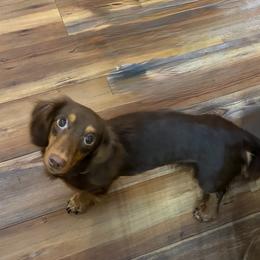 River - Dachshund
