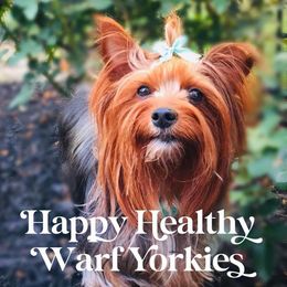 Bella - Yorkshire Terrier