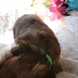 Dachshund Puppies from CLARK'S BREEDING PROGRAM