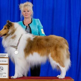 Collie All Grown Up from Commander Collies