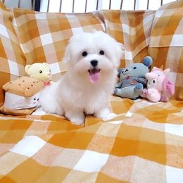 Firefly - White male Maltese puppy in Fresno, California from Soua's Pups