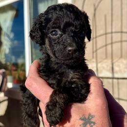 Fawn - black phantom - Phantom female Poodle puppy in Peyton, Colorado from Fuzzybottoms Ranch LLC