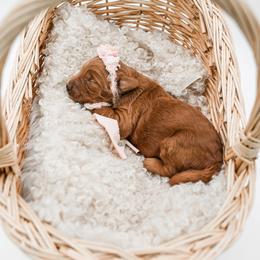 Boy 2 - male Goldendoodle puppy in Spokane, Washington from Dream Doodles in Spokane WA