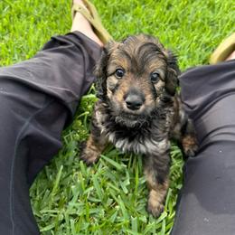Apollo - Black and tan male Cavapoo puppy in Crosby, Texas from Painted Rose Poodles and Doodles