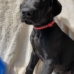 Great Dane Puppies from De Leon Danes