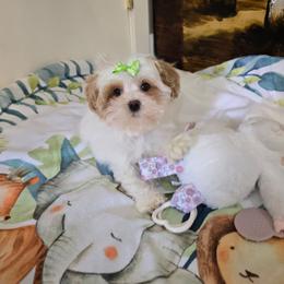 Jimin - Apricot female Maltipoo puppy in Washington from Mt.BakerPoodles&Doodles