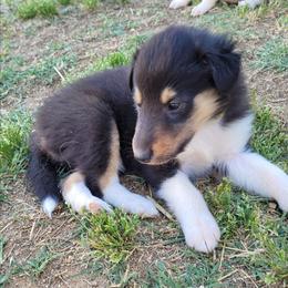 Raven - Black white and tan female Collie puppy in Newberry, South Carolina from Country Haven Collies