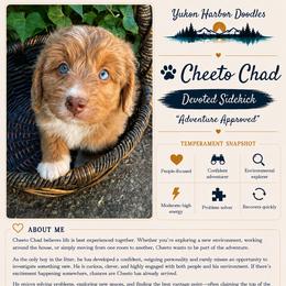 Cheetos - male Australian Mountain Doodle puppy in Port Orchard, Washington from Yukon Harbor Doodles