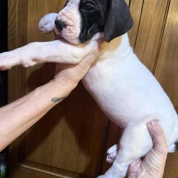 Girl 2 - Mantle female Great Dane puppy in Cadillac, Michigan from Garrow Danes House of Blues