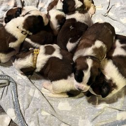 Saint Bernard Puppies from NEK Saints (Oh Boy Acres)