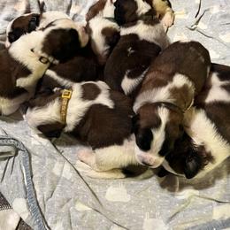 Saint Bernard Puppies from NEK Saints (Oh Boy Acres)