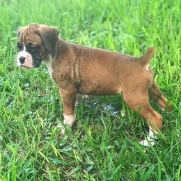 Boxer, Doberman Pinscher, and Siberian Husky Puppies from Archangel Boxers