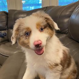 Australian Shepherd and Miniature Australian Shepherd Puppies from Aussie Trail Farms