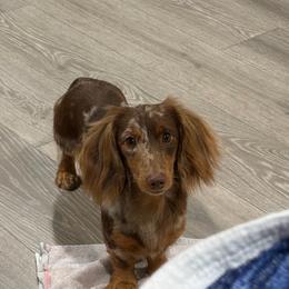 Slone - Dachshund