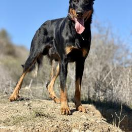 Beauceron All Grown Up from Feu de l'Âme Beaucerons