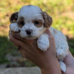 Jessie - Gold and white female Shihpoo puppy in Coshocton, Ohio from Forever Family Puppies
