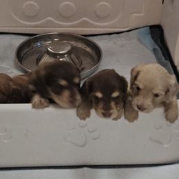 Dachshund Puppies from Emery's Dachshundville