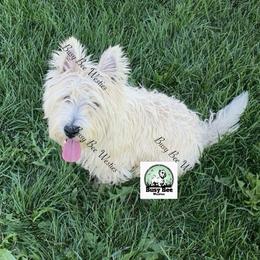 Lady - West Highland White Terrier