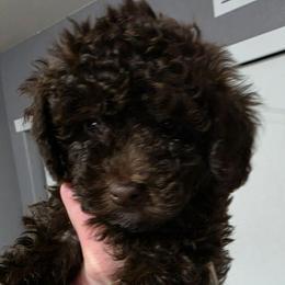 Camaro - Brown and white male Aussiedoodle puppy in Loveland, Colorado from A&L Ranch Aussiedoodles