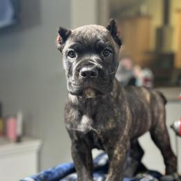 Clyde - Black brindle male Cane Corso puppy in Ocala, Florida from High Royal Kennel