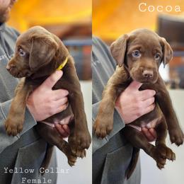 Cocoa - Yellow Collar - Chocolate female Labrador Retriever puppy in Boyd, Minnesota from Lindley Labradors