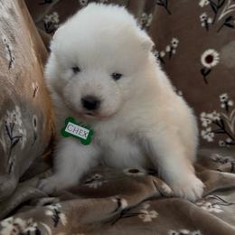 Chex - White male Samoyed puppy in Atkinson, Nebraska from Sandhills Samoyeds