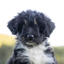 Sunny - Black tri-color female Aussiedoodle puppy in Centerburg, Ohio from A Dose Of Doodle