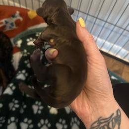 Boy 2 - Chocolate male Dachshund puppy in Brandon, Florida from Knights Dachshunds