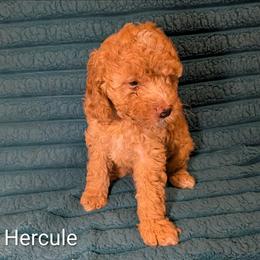 Hercule - Golden male Cockapoo puppy in Sunset, Louisiana from Cano Cockapoos