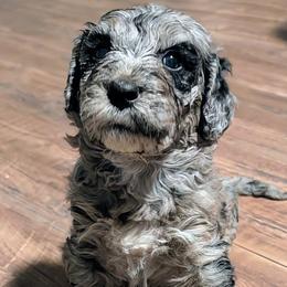 Neville - Blue merle male Sheepadoodle puppy in Austin, Texas from Darling Doodles